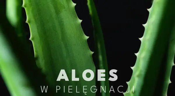 Zbliżenie na soczyste liście aloesu, idealne do pielęgnacji twarzy.